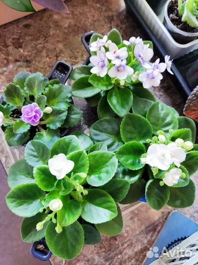 Фиалка - мини