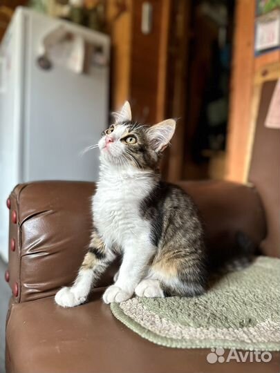Котята бесплатно