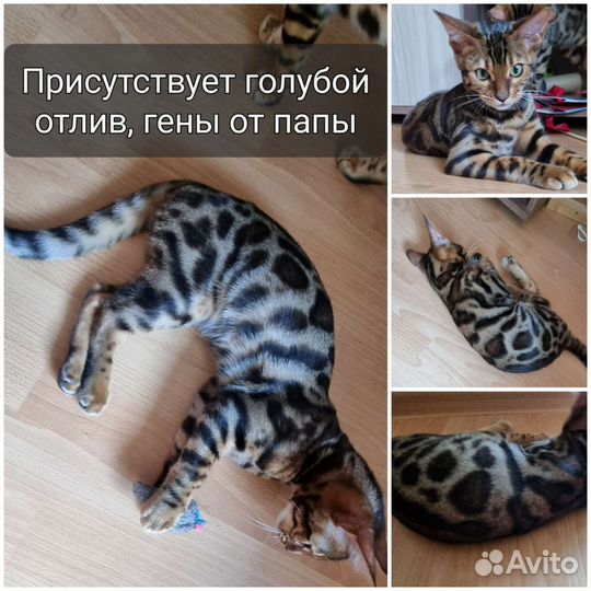 Бенгальские котята