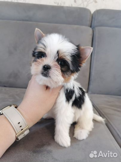 Щенки бивер