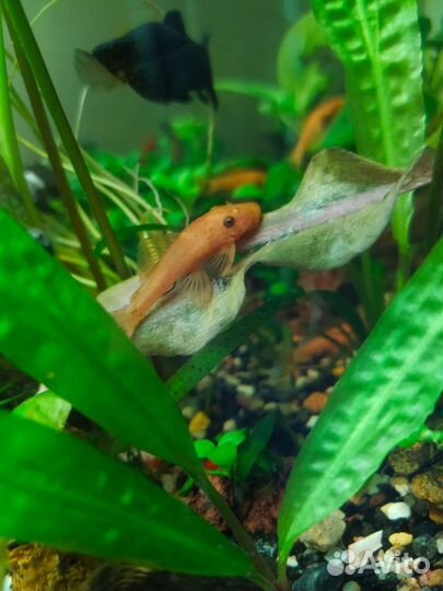 Рыба сом супер ред