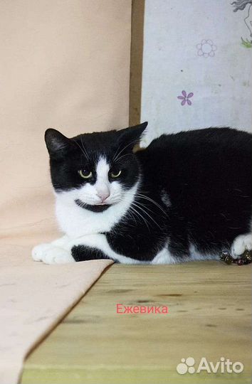 Кошка Ежевика