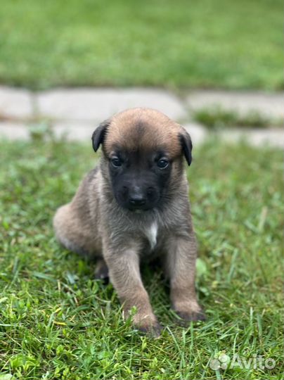 Бельгийская овчарка малинуа