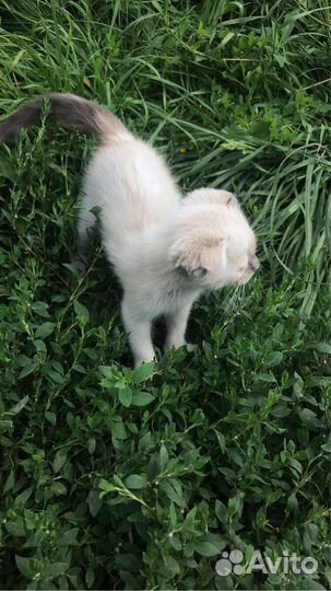 Кошечка в добрые руки