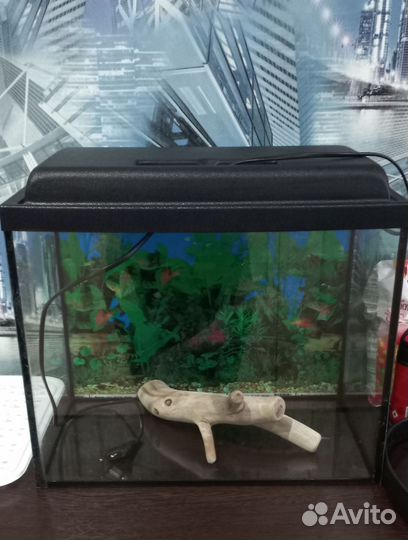 Аквариум