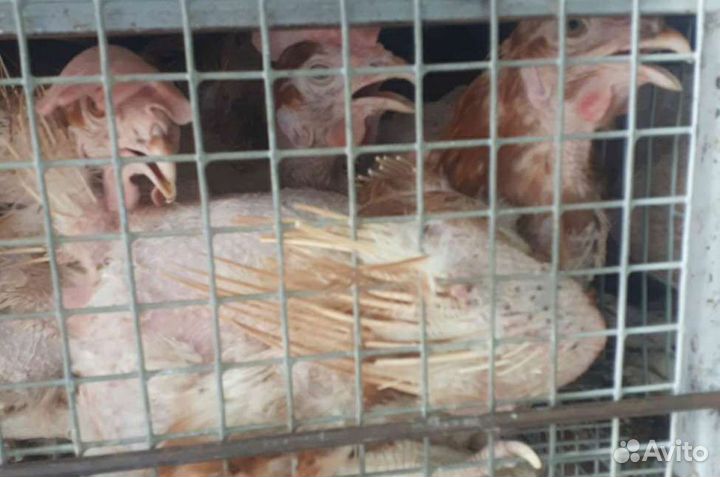 Куры несушки