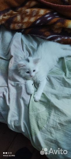 Котята