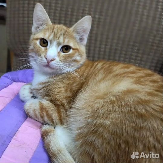Кошки в добрые руки бесплатно