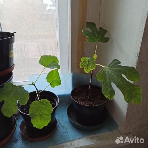 Саженец плодоносящего комнатного инжира в горшке