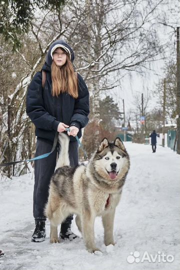 Якутский маламут ищет дом