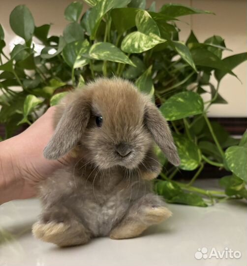Декоративные кролики вислоухие