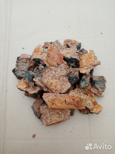 Чага березовая (трутовик скошенный)