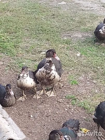 Мускусные утки