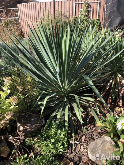 Юкка нитчатая