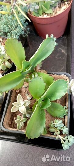 Суккуленты набор