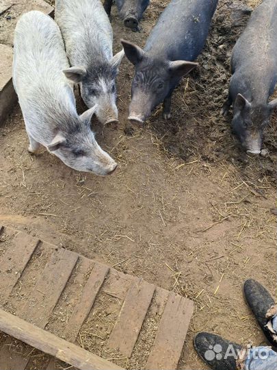 Вьетнамские поросята