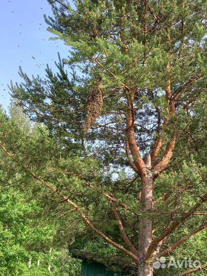 Пчёлы семьями