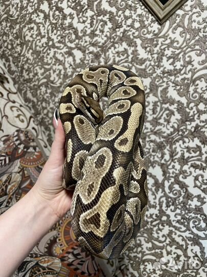 Королевская змея