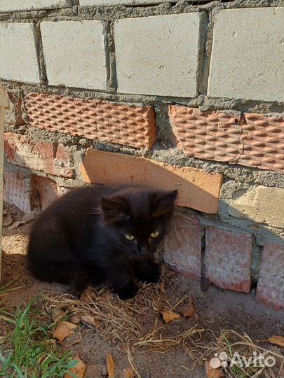 Кошки