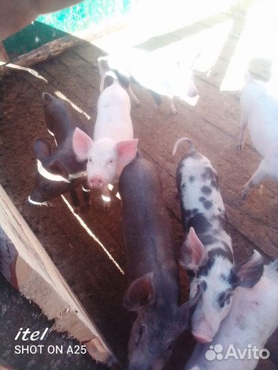 Поросята