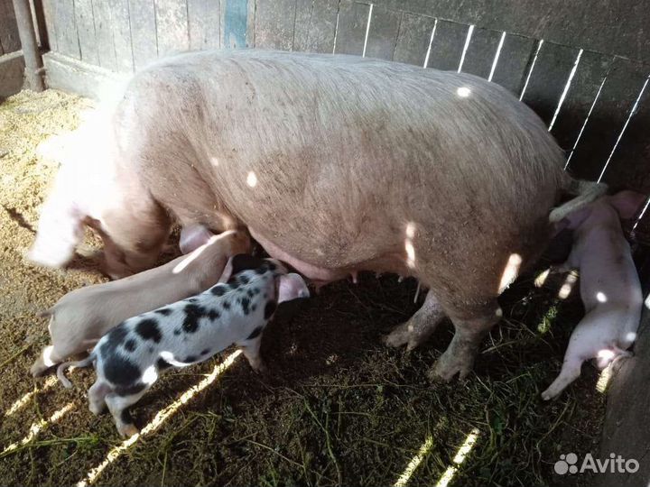 Поросенок дюрок+ландрас