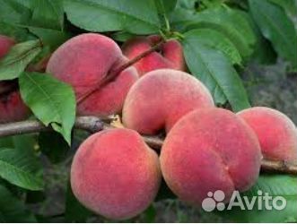 Саженцы персика