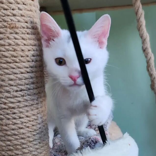 Котёнок в добрые руки