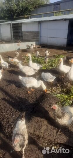 Домашняя птица