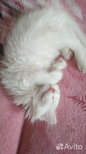 Котенок