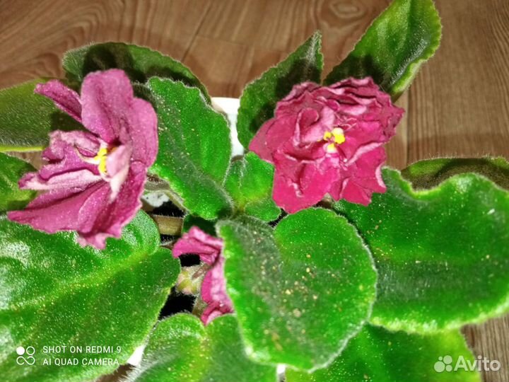 Фиалка бордовая