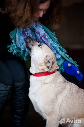 Отдаю в добрые руки рыжую собаку Дусю