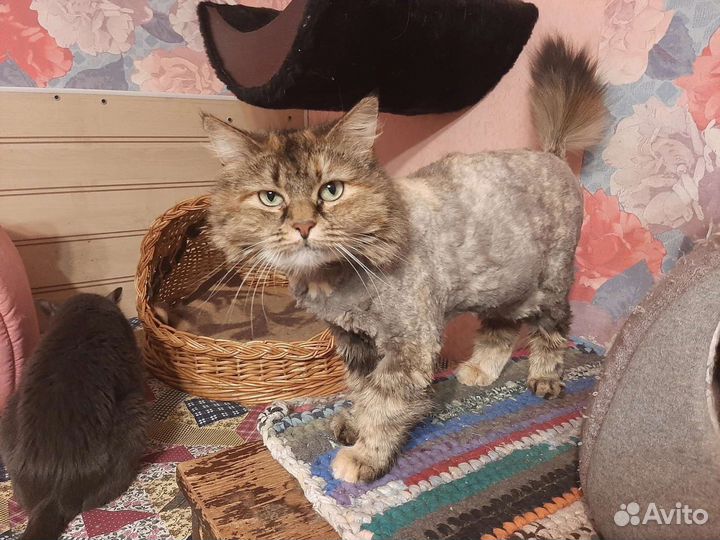 Кошка ищет дом