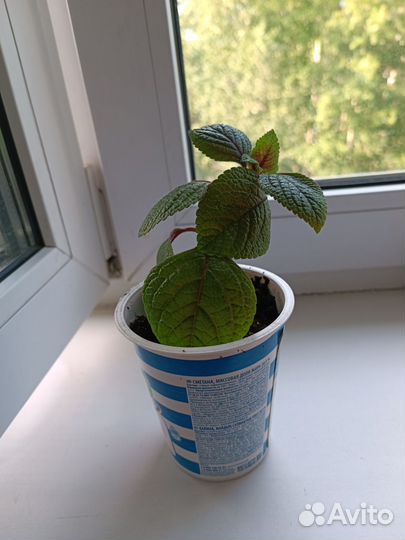 Мята комнатная