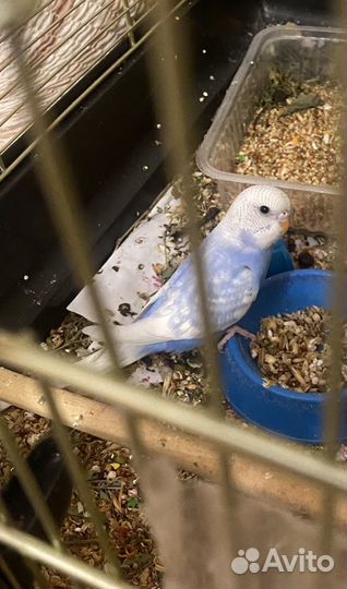 Волнистые попугаи