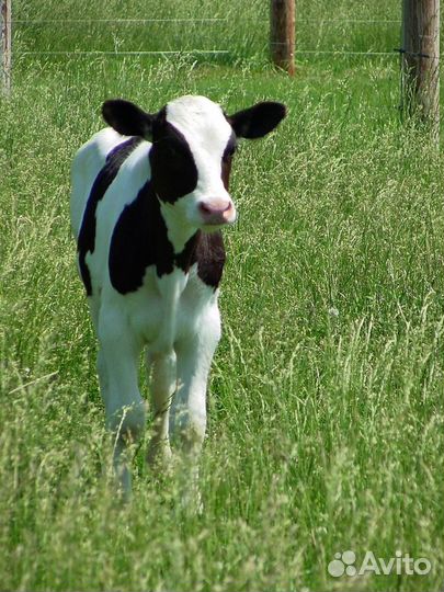 Молодняк крс бычки и телочки