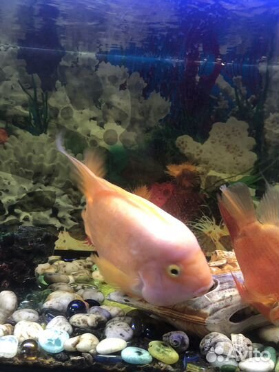 Аквариумные рыбки цихлиды