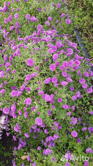 Хризантема и Астра осенняя многолетняя