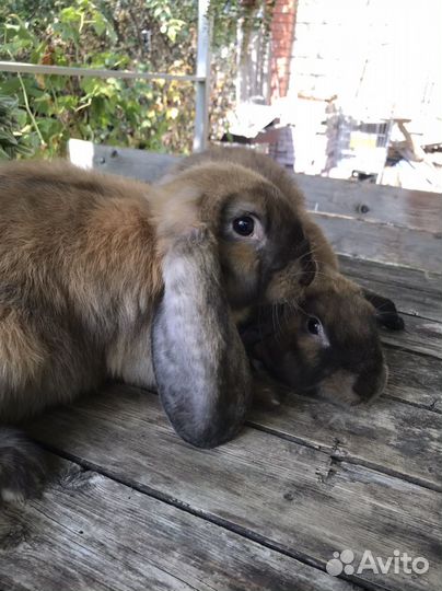 Французский баран