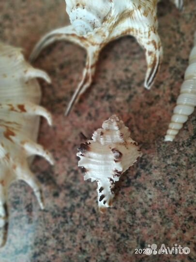 Натуральные ракушки японского моря