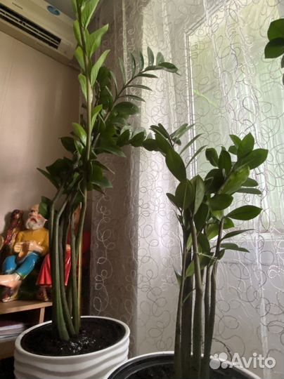 Замиокулькас