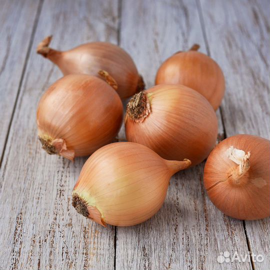 Монастырский лук семейный