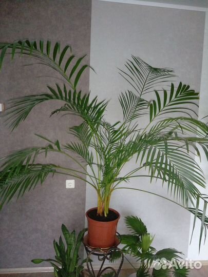 Пальма Арека