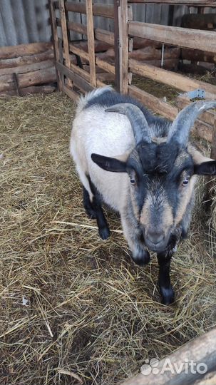 Козел на племя или мясо