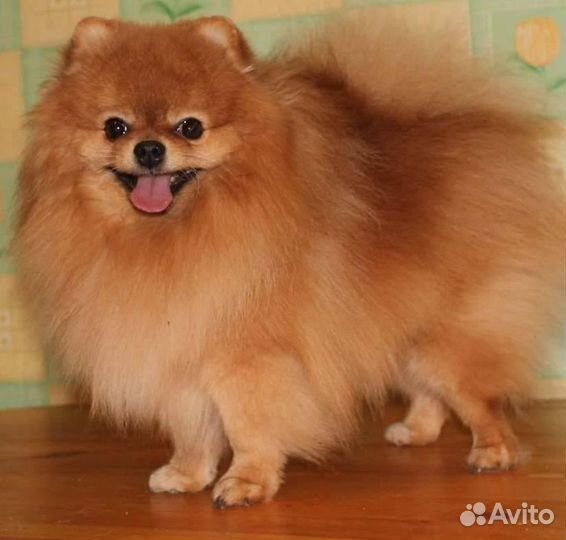 Мини шпицульки