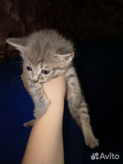 Котята отдам в добрые руки бесплатно