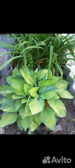 Хоста Жанет