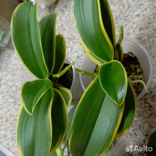 Орхидеи фаленопсис вариегатные и другие