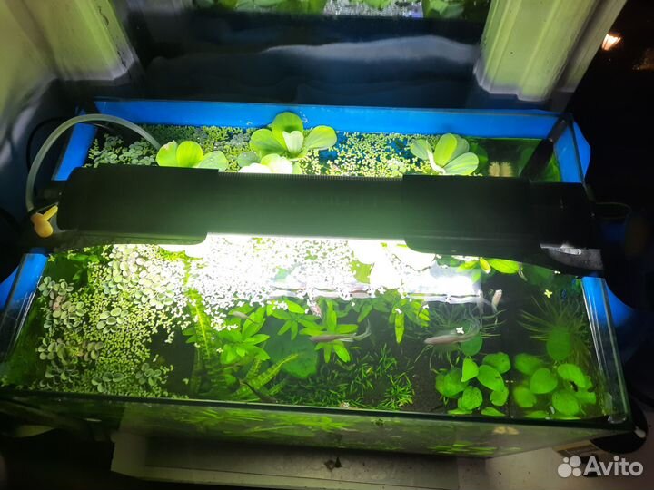 Аквариум 60 л