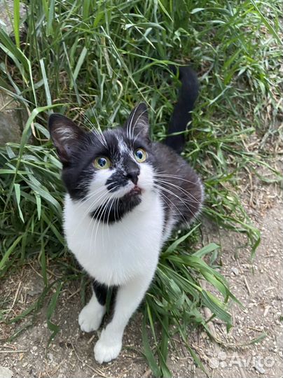 Молодой котик