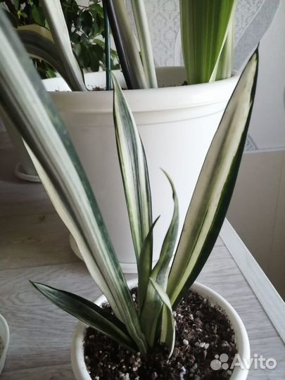 Сансевиерия масониана